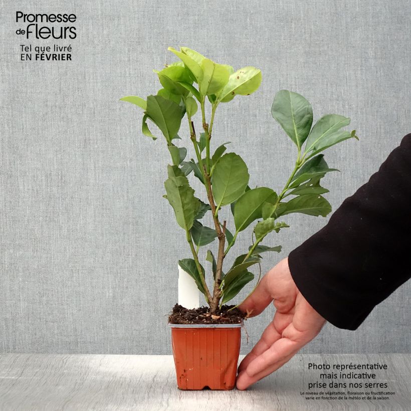 Laurel cerezo Etna - Prunus laurocerasus Maceta de 8/9 cm Ejemplar entregado en invierno