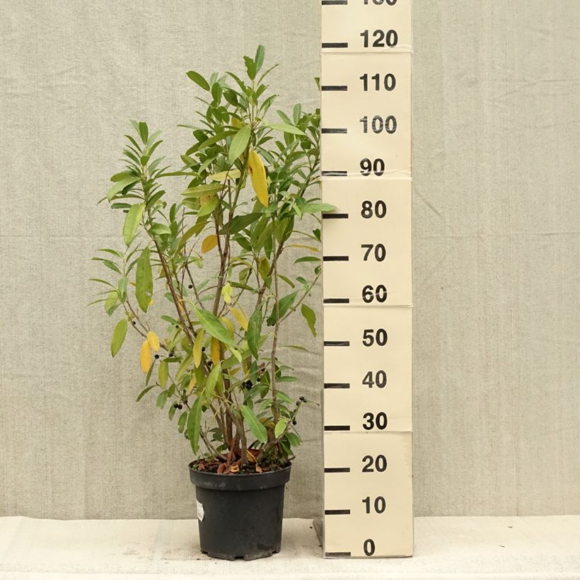 Ejemplar de Laurel cerezo Herbergii - Prunus laurocerasus Maceta 7,5L/10L entregado en verano