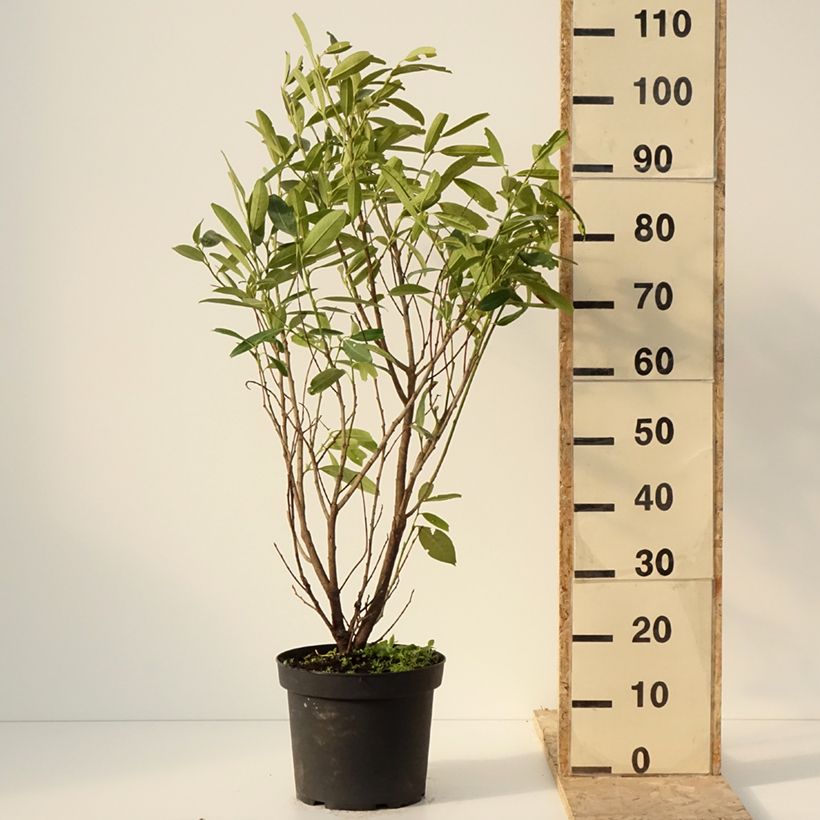 Laurel cerezo Herbergii - Prunus laurocerasus Maceta 7,5L/10L Ejemplar entregado en invierno