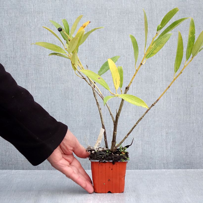 Ejemplar de Laurel cerezo Herbergii - Prunus laurocerasus Maceta de 8/9 cm entregado en otoño