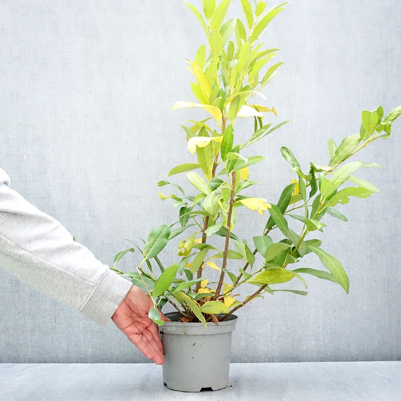 Ejemplar de Laurel cerezo Herbergii - Prunus laurocerasus Maceta 3L/4L entregado en otoño