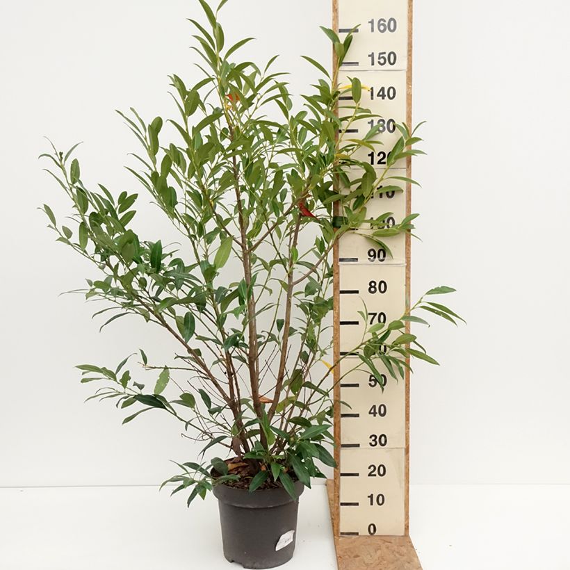 Ejemplar de Laurel cerezo Herbergii - Prunus laurocerasus Maceta 7,5L/10L entregado en otoño