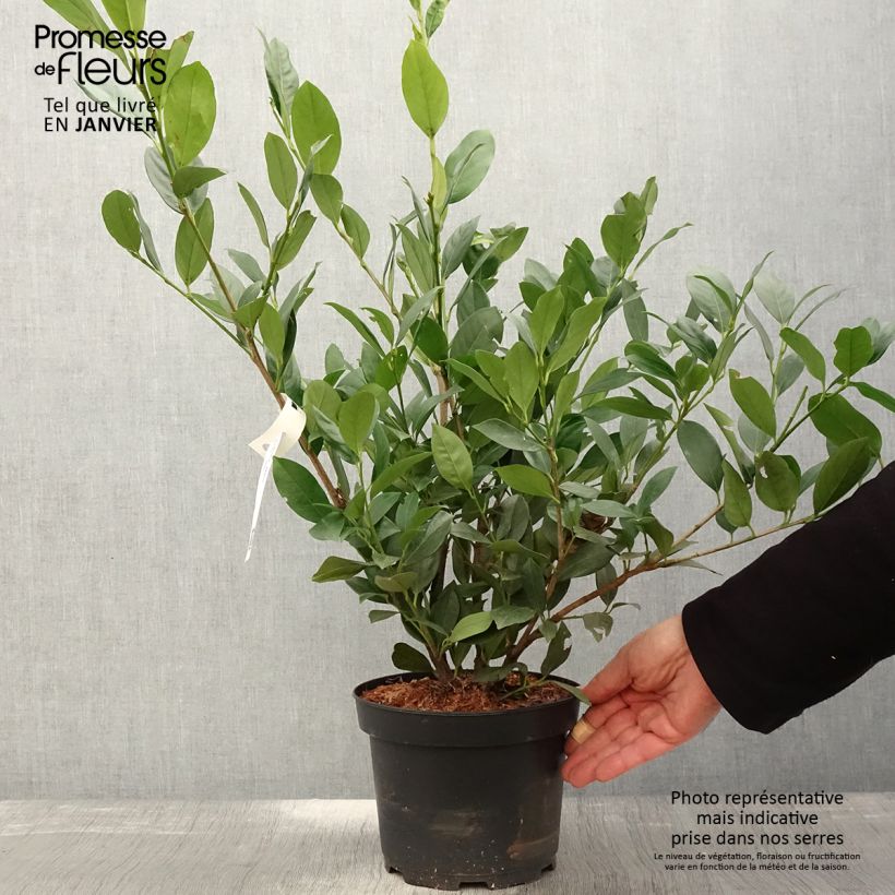Laurel cerezo Mano - Prunus laurocerasus Maceta 3L/4L Ejemplar entregado en invierno