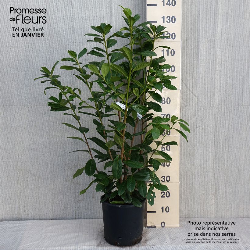 Laurel cerezo Novita - Prunus laurocerasus Maceta 7,5L/10L Ejemplar entregado en invierno