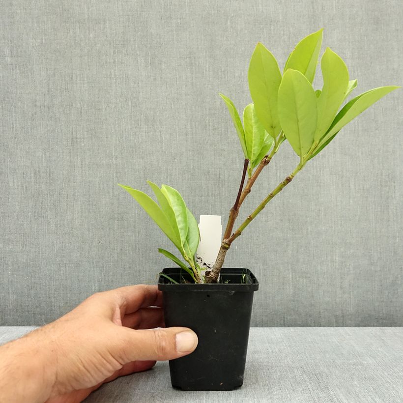 Ejemplar de Laurel cerezo Novita - Prunus laurocerasus Maceta de 8/9 cm entregado en verano