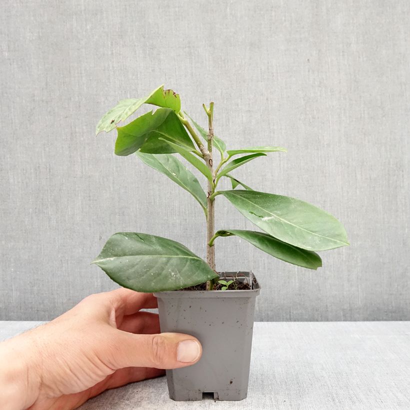 Laurel cerezo Novita - Prunus laurocerasus Maceta de 8/9 cm Ejemplar entregado en la primavera