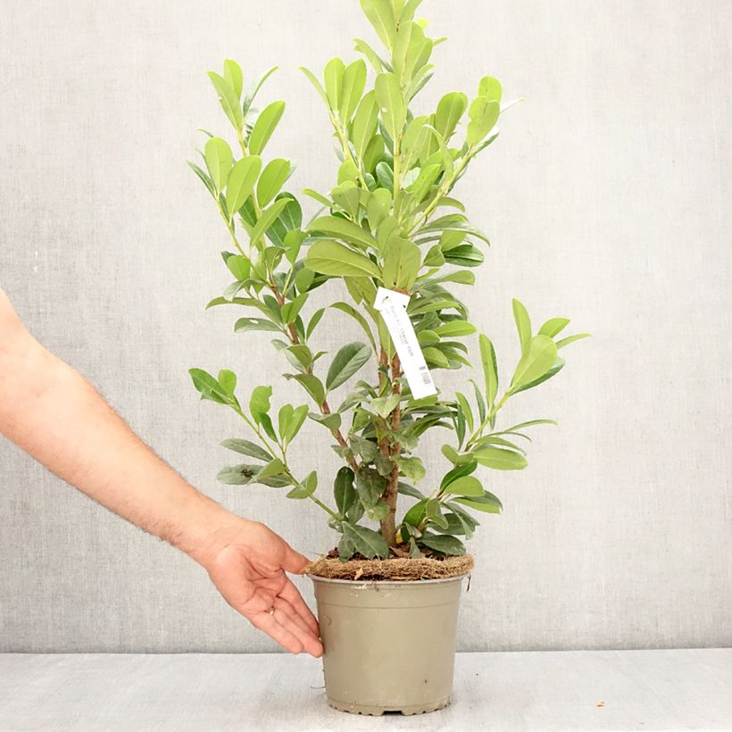 Ejemplar de Laurel cerezo Obelisk - Prunus laurocerasus Maceta 2L/3L entregado en verano