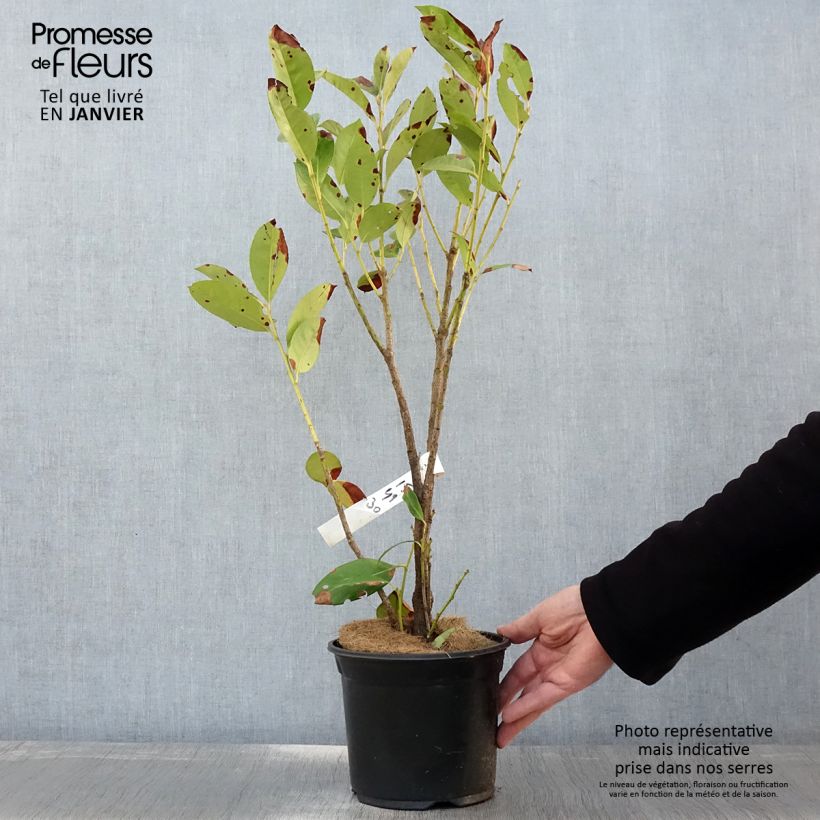Laurel cerezo Obelisk - Prunus laurocerasus Maceta 2L/3L Ejemplar entregado en invierno