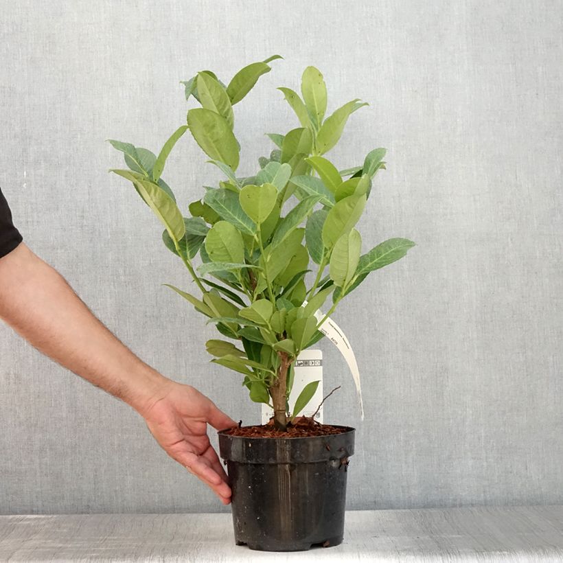 Ejemplar de Laurel cerezo Rotundifolia - Prunus laurocerasus Maceta 3L/4L entregado en verano