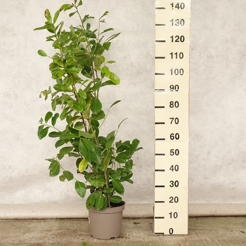 Ejemplar de Laurel cerezo Rotundifolia - Prunus laurocerasus Maceta 7,5L/10L entregado en verano