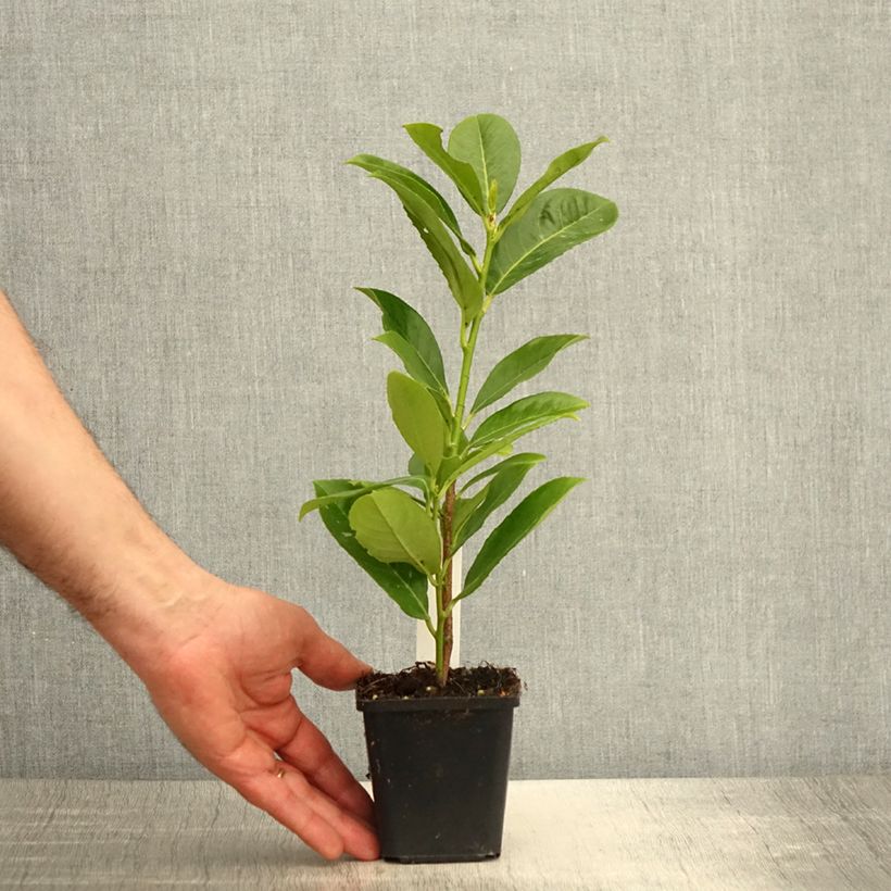 Laurel cerezo Rotundifolia - Prunus laurocerasus Maceta de 8/9 cm Ejemplar entregado en la primavera