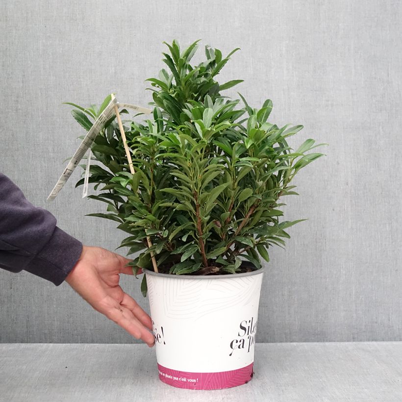 Ejemplar de Laurel cerezo Sofia - Prunus laurocerasus Maceta 3L/4L entregado en otoño