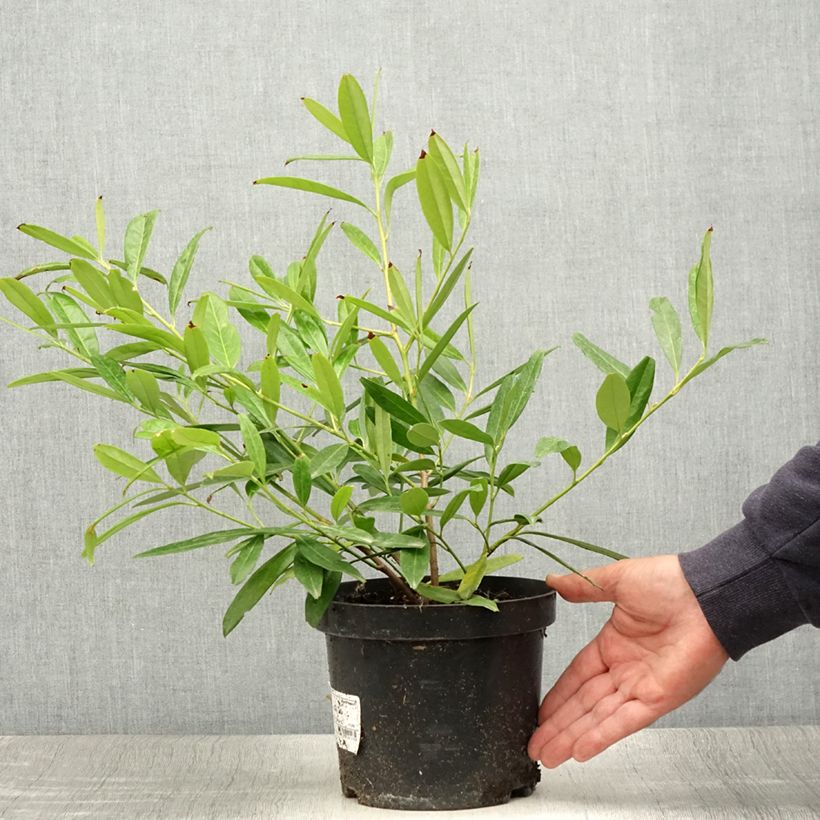 Ejemplar de Laurel cerezo Zabeliana - Prunus laurocerasus Maceta 2L/3L entregado en verano