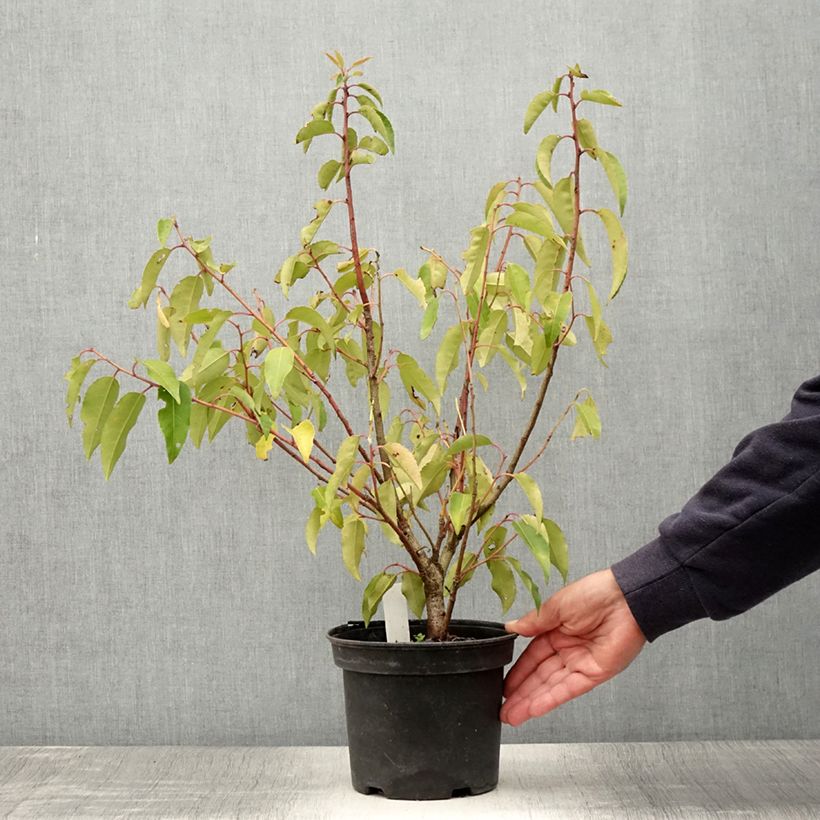 Ejemplar de Laurel portugués Variegata - Prunus lusitanica Maceta 3L/4L entregado en verano