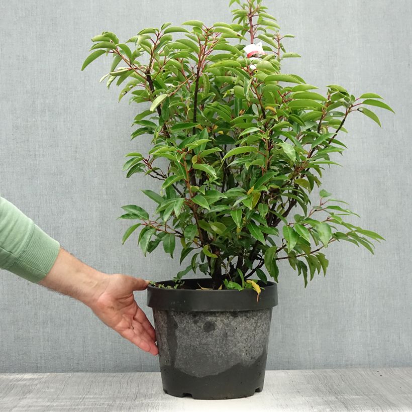 Ejemplar de Laurel portugués Angustifolia - Prunus lusitanica Maceta 7,5L/10L entregado en verano