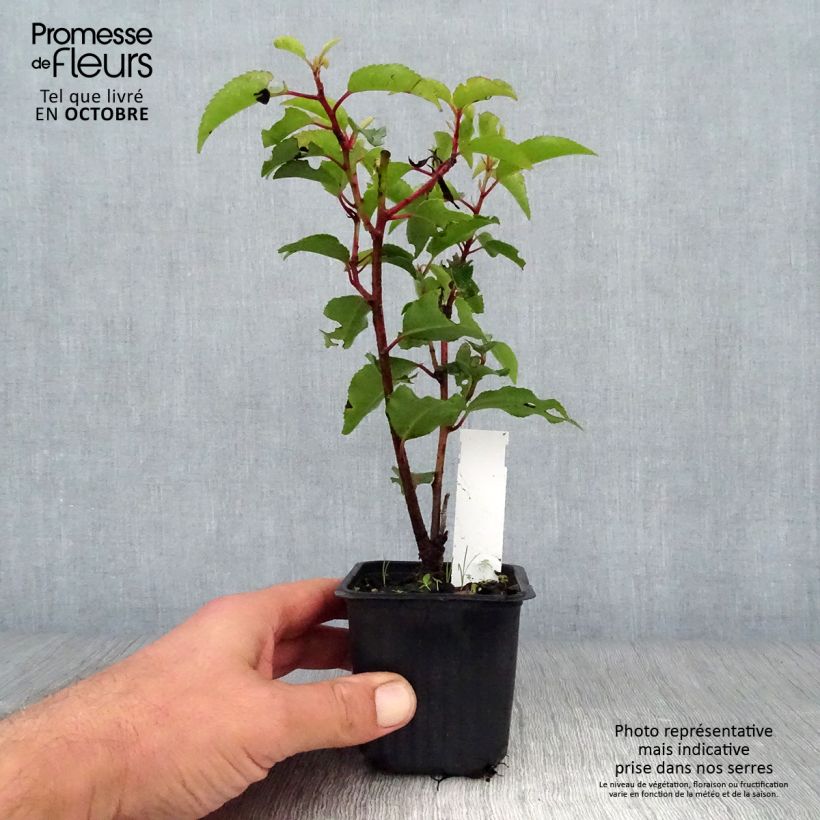 Ejemplar de Laurel portugués Angustifolia - Prunus lusitanica Maceta de 8/9 cm entregado en otoño