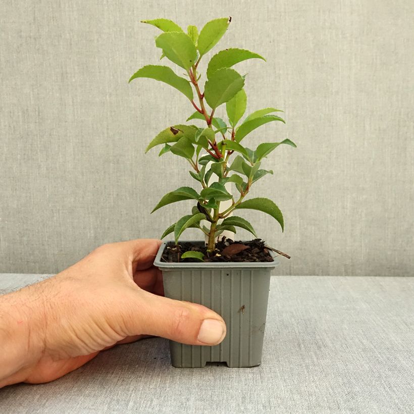 Ejemplar de Laurel portugués Brenelia - Prunus lusitanica Maceta de 8/9 cm entregado en verano