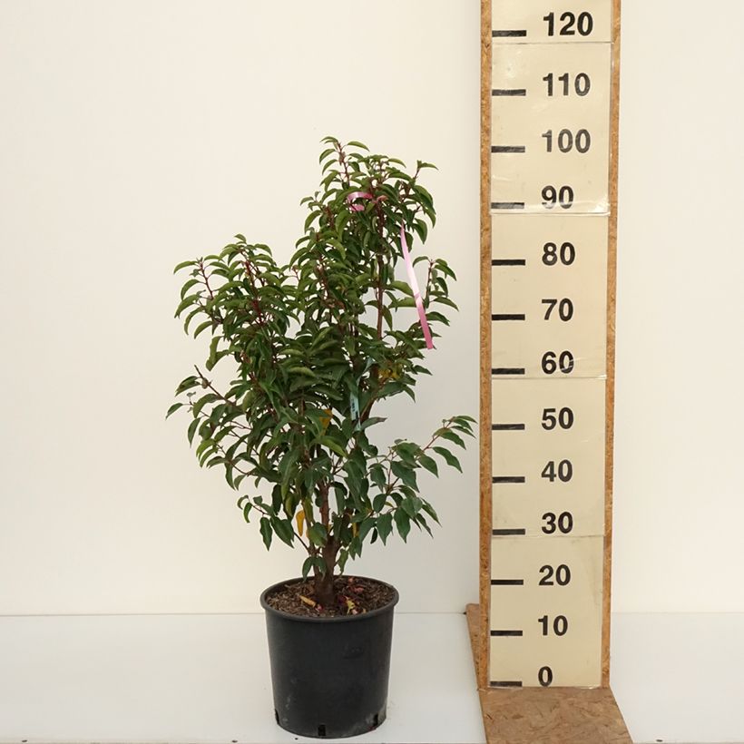 Ejemplar de Laurel portugués Brenelia - Prunus lusitanica Maceta 7,5L/10L entregado en otoño