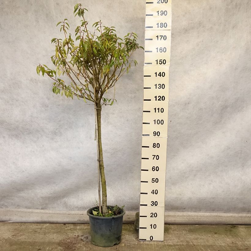 Ejemplar de Laurel portugués Myrtifolia - Prunus lusitanica Maceta 12L/15L entregado en otoño