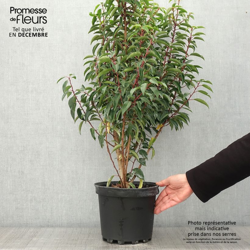 Ejemplar de Laurel portugués Myrtifolia - Prunus lusitanica Maceta 6L/7L entregado en otoño