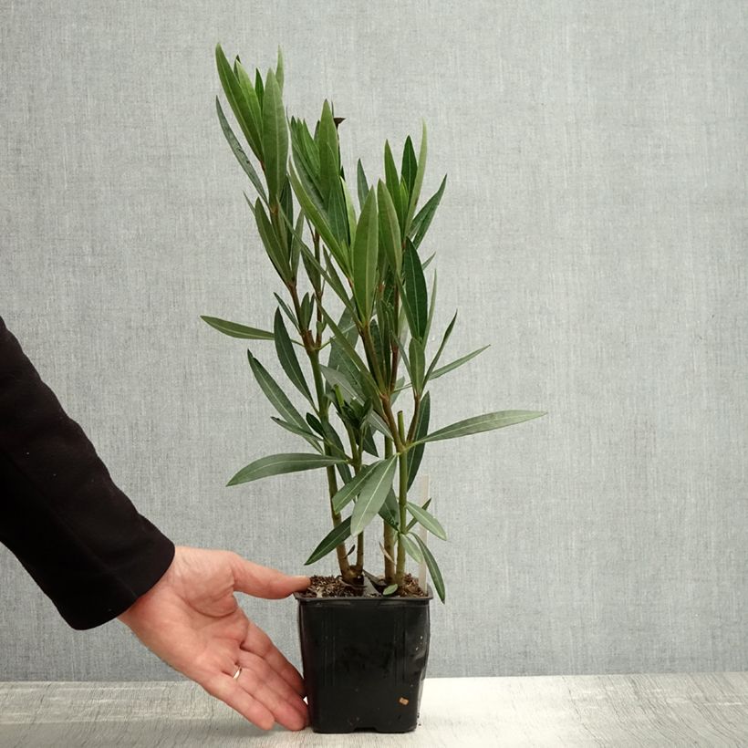 Ejemplar de Adelfa rosa - Nerium oleander Caro Maceta de 10 cm/11 cm entregado en otoño