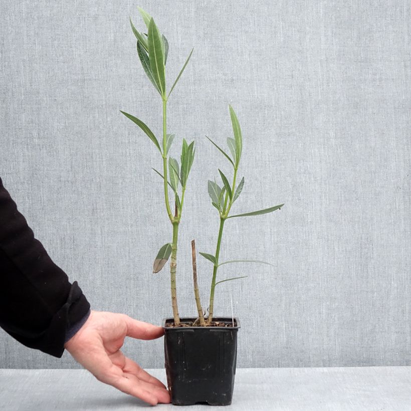 Adelfa rosa - Nerium oleander Caro Maceta de 10 cm/11 cm Ejemplar entregado en la primavera