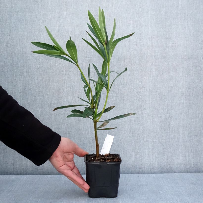 Adlefa roja - Nerium oleander Commandant Barthélemy Maceta de 10 cm/11 cm Ejemplar entregado en la primavera