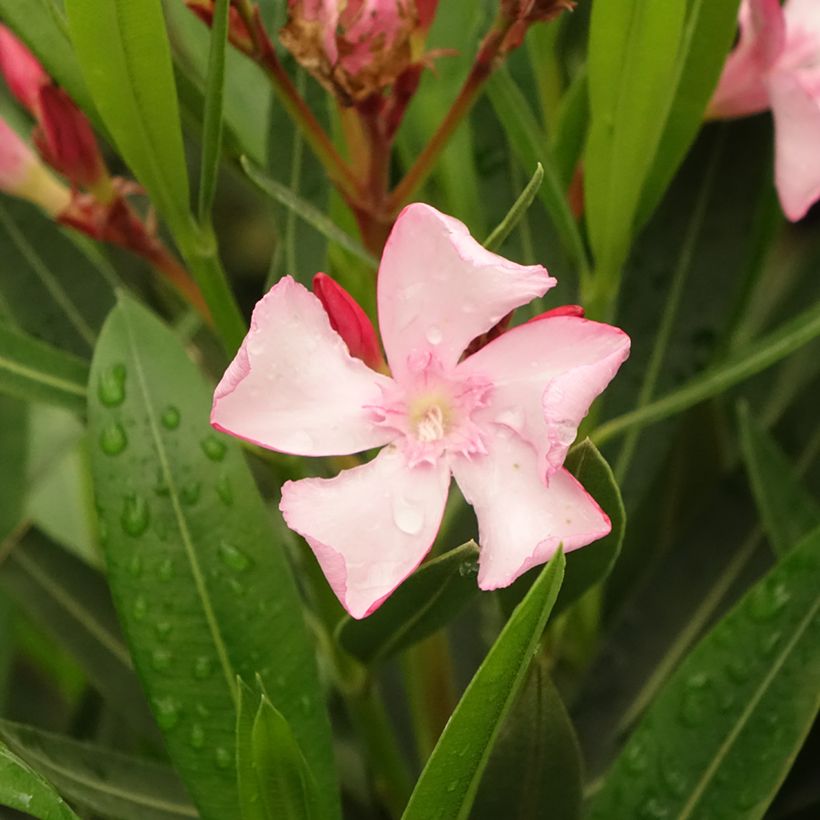 Adlefa rosa - Nerium oleander Emilie (Floración)