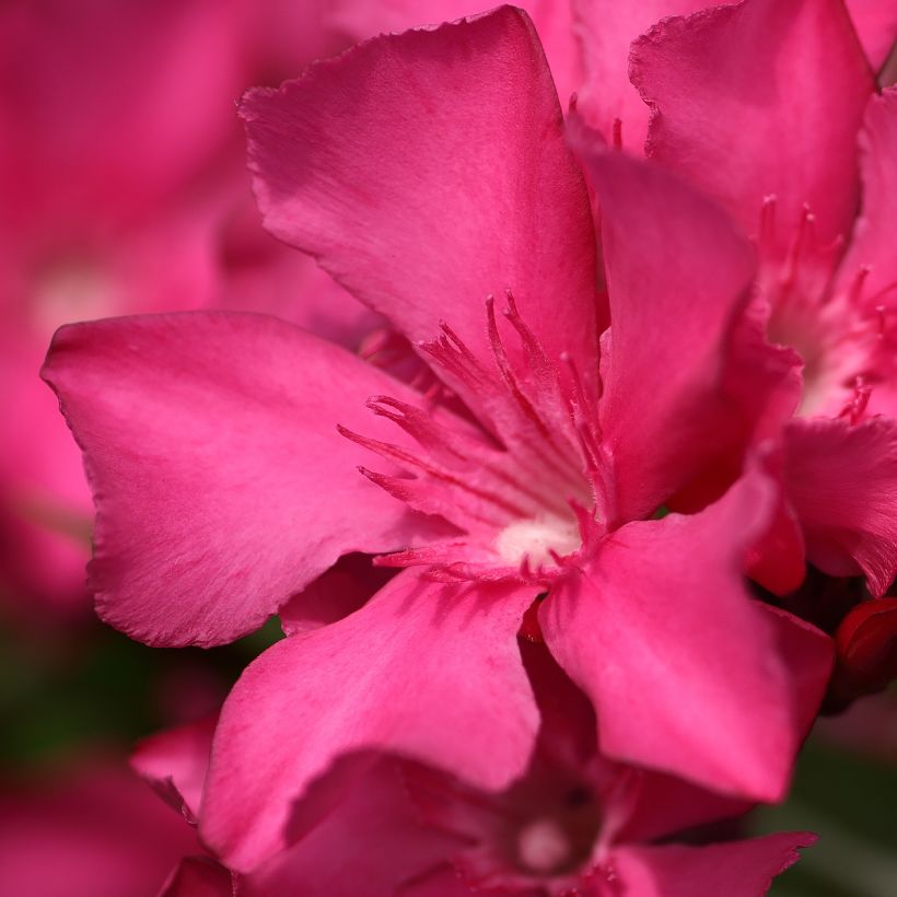 Adlefa rosa salmón - Nerium oleander Italia (Floración)