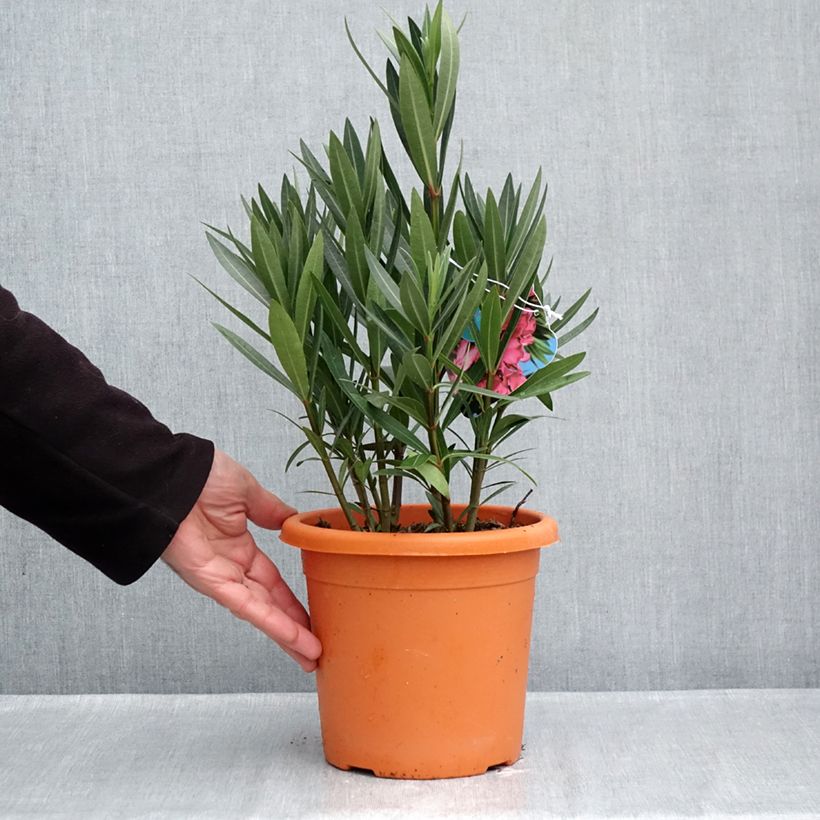 Ejemplar de Adelfa rosa salmón - Nerium oleander Italia Maceta 3L/4L, Formación arbustiva entregado en otoño