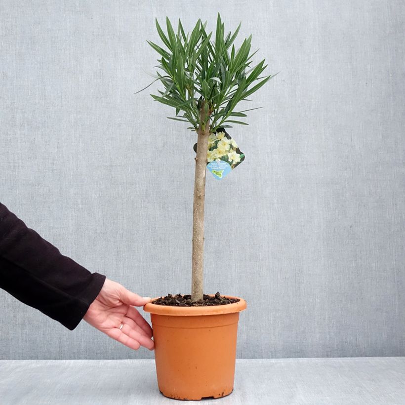 Ejemplar de Adlefa amarilla plena - Nerium oleander Luteum Plenum Maceta 2L/3L entregado en otoño