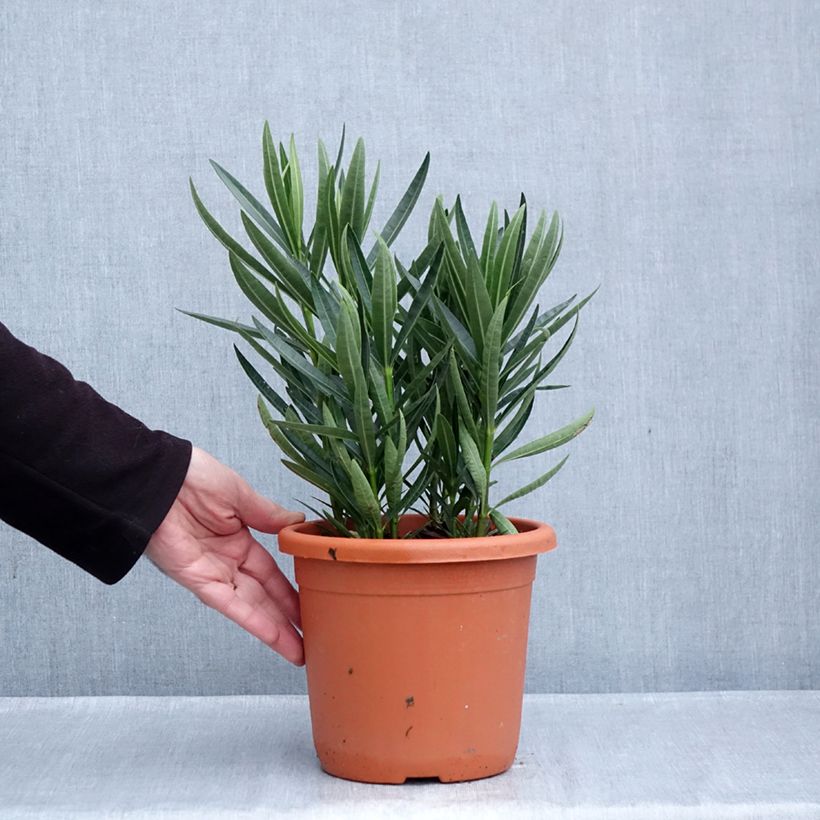 Ejemplar de Adelfa amarilla plena - Nerium oleander Luteum Plenum Maceta 3L/4L, Formación arbustiva entregado en otoño