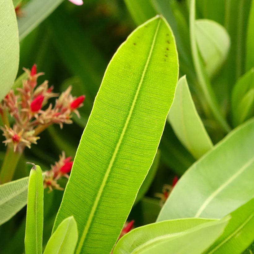 Nerium oleander Magaly – Adelfa (Follaje)
