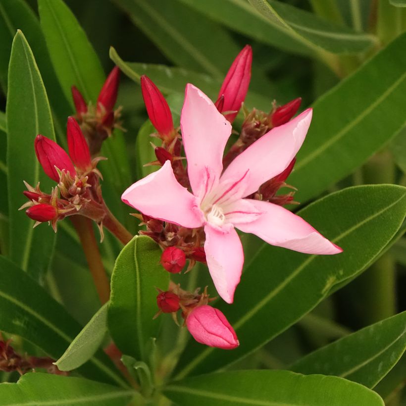 Nerium oleander Magaly – Adelfa (Floración)