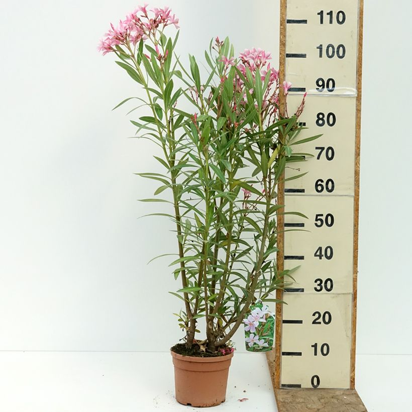 Ejemplar de Nerium oleander Magaly – Adelfa Maceta 3L/4L entregado en verano