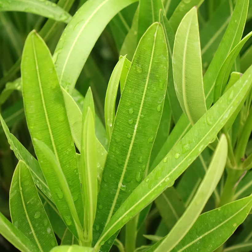 Nerium oleander Margarita – Adelfa (Follaje)
