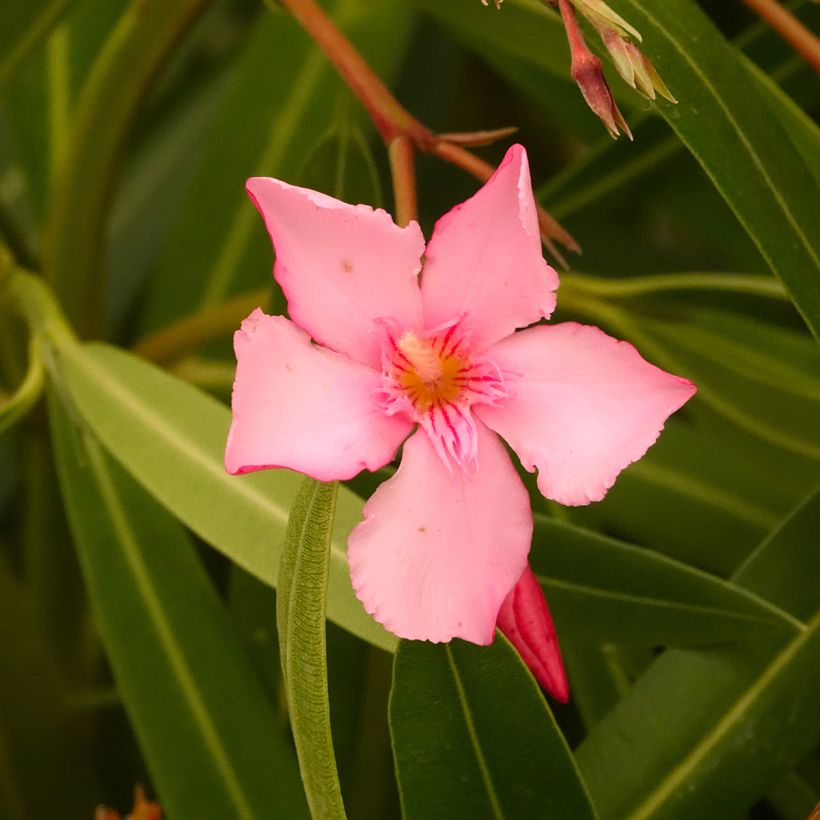 Nerium oleander Margarita – Adelfa (Floración)