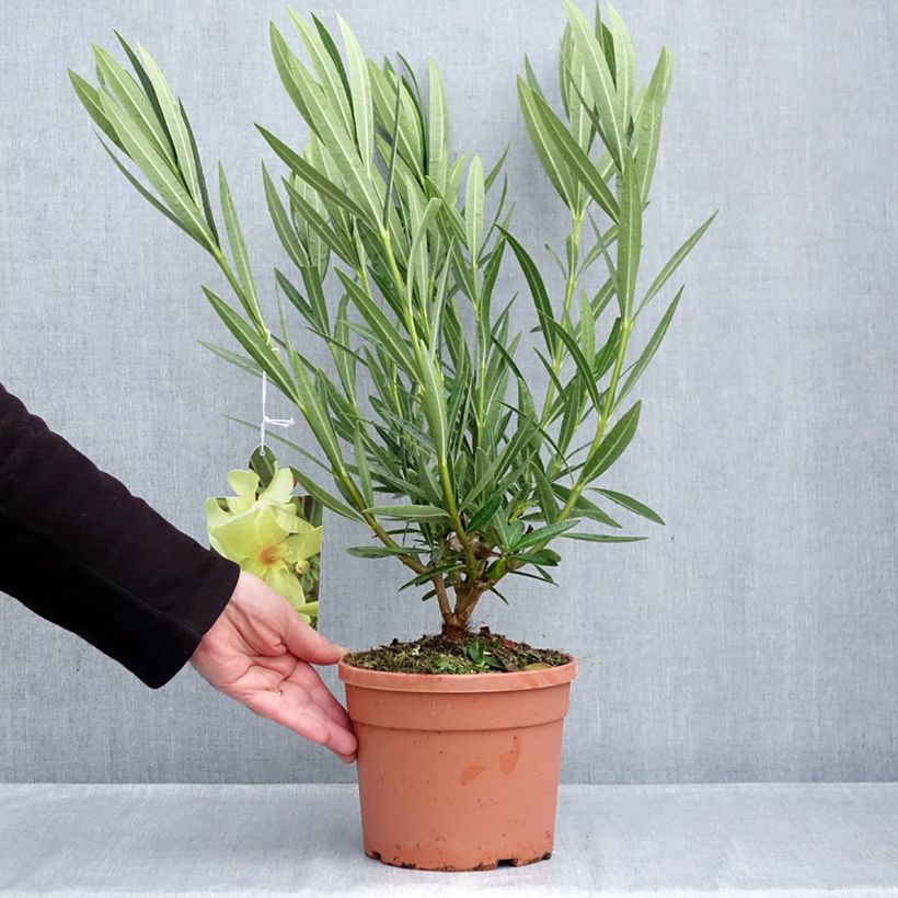 Ejemplar de Adlefa amarilla - Nerium oleander Marie Gambetta Maceta 3L/4L entregado en otoño