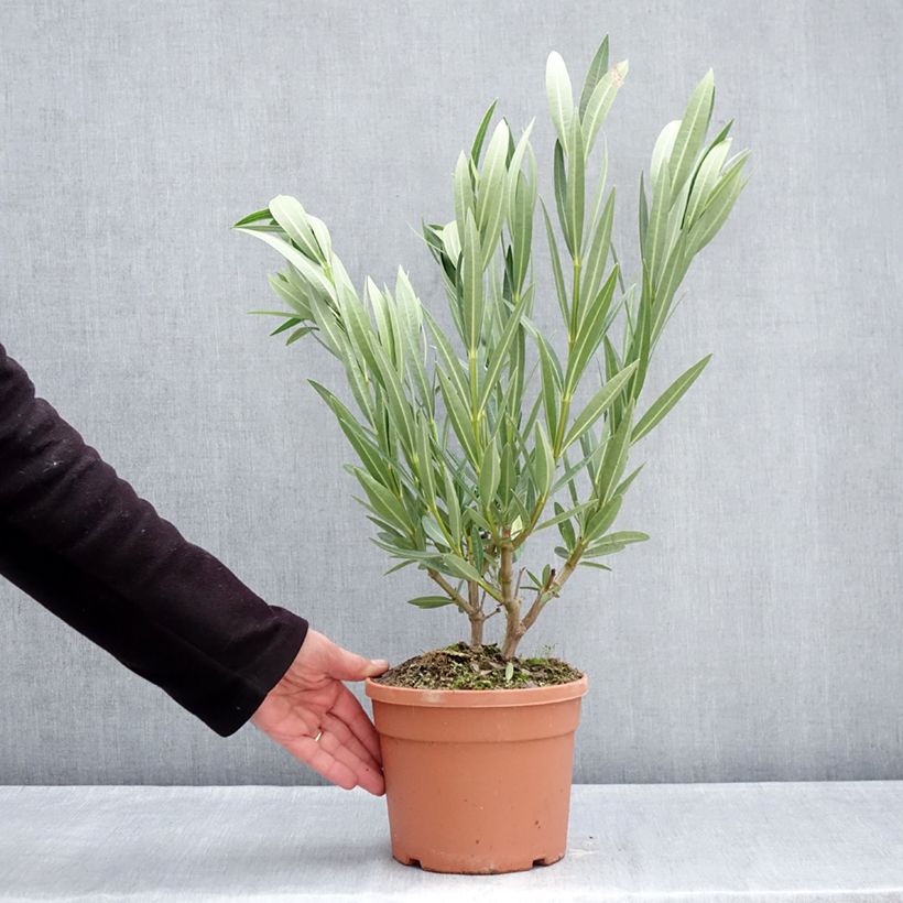 Adlefa amarilla - Nerium oleander Marie Gambetta Maceta 3L/4L Ejemplar entregado en invierno