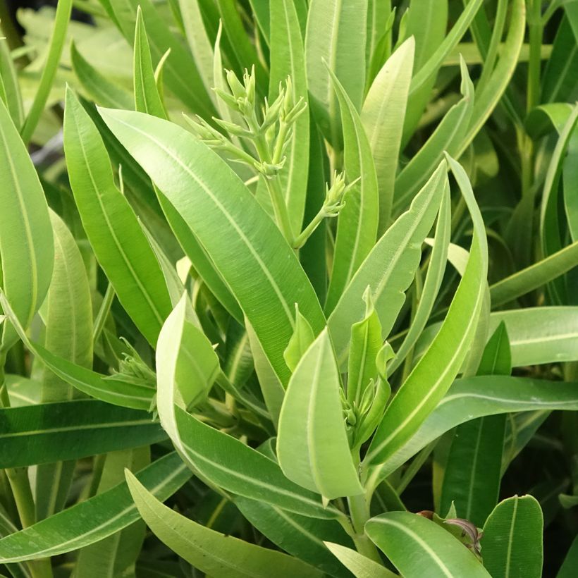Adelfa amarilla - Nerium oleander Marie Gambetta (Follaje)