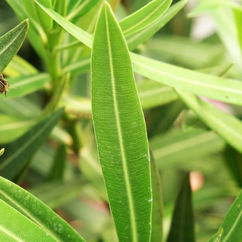 Nerium oleander Maurin des Maures – Adelfa (Follaje)
