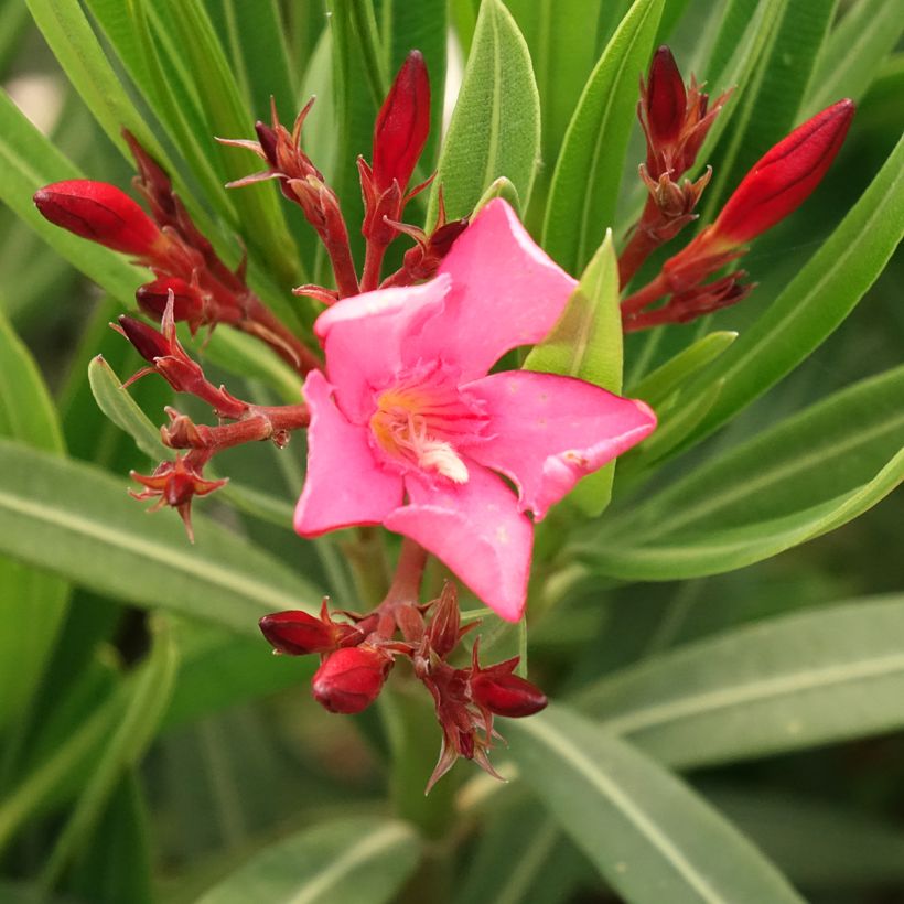 Nerium oleander Maurin des Maures – Adelfa (Floración)