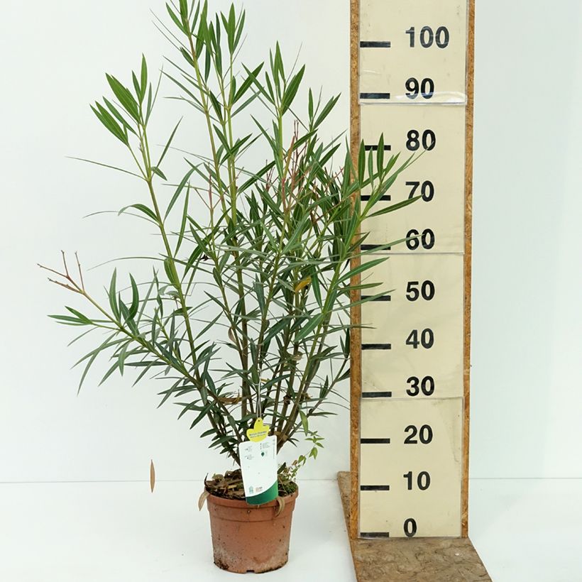 Ejemplar de Nerium oleander Maurin des Maures – Adelfa Maceta 3L/4L entregado en verano