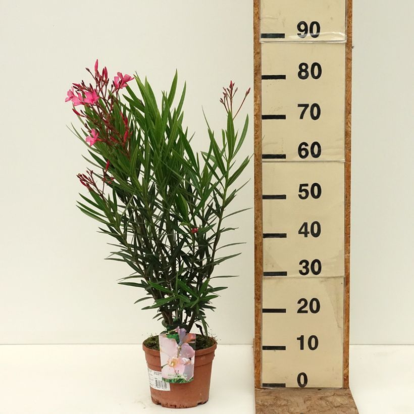 Nerium oleander Maurin des Maures – Adelfa Maceta 3L/4L Ejemplar entregado en la primavera