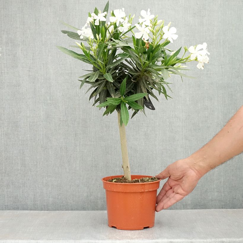 Adlefa blanca- Nerium oleander White Maceta 2L/3L Ejemplar entregado en la primavera
