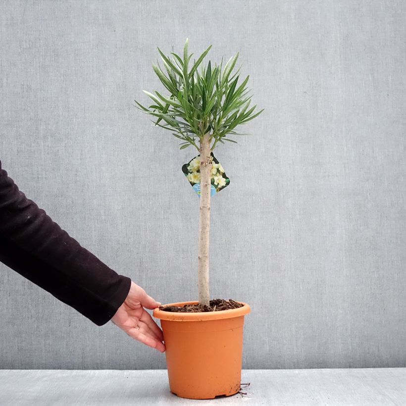 Adlefa amarilla - Nerium oleander Yellow Maceta 2L/3L, Rosal mini estándar Ejemplar entregado en invierno