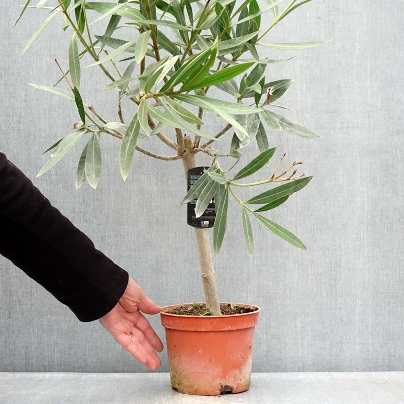 Adelfa rosa  - Nerium oleander Maceta 2L/3L, Rosal mini estándar Ejemplar entregado en invierno