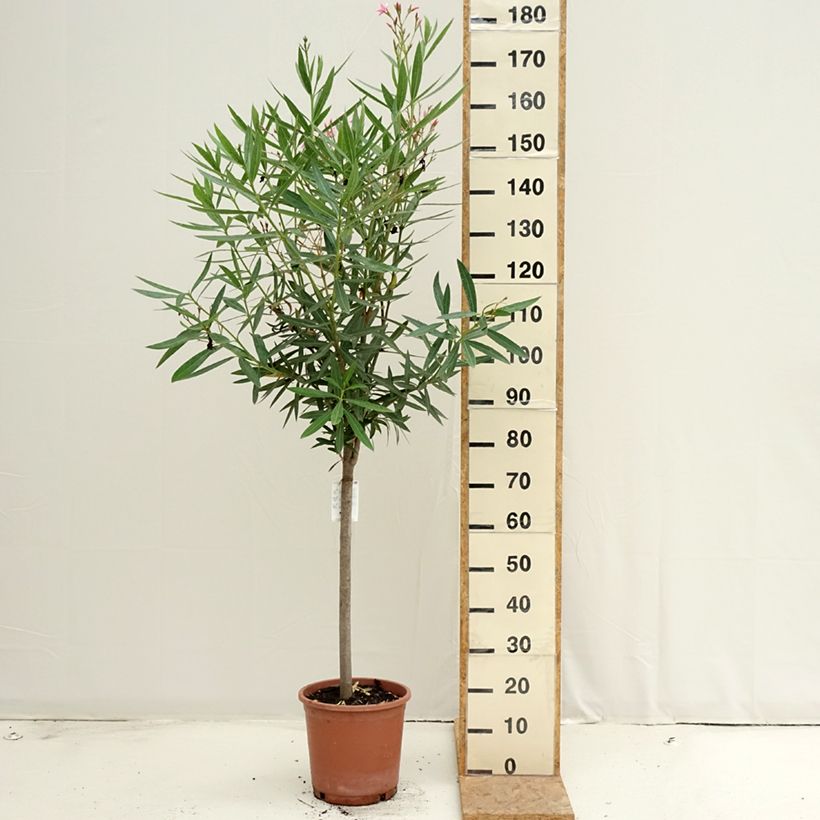 Ejemplar de Adelfa rosa  - Nerium oleander Maceta 7,5L/10L, 1/4 tallo entregado en verano