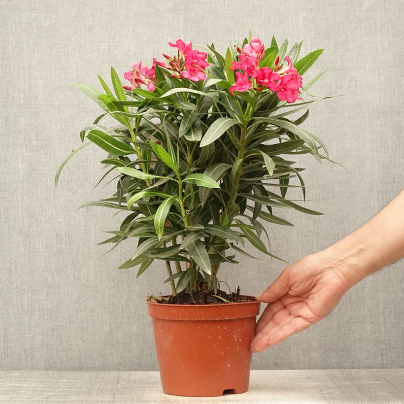 Ejemplar de Adelfa roja plena - Nerium oleander Double Red Maceta 2L/3L, Formación arbustiva entregado en verano
