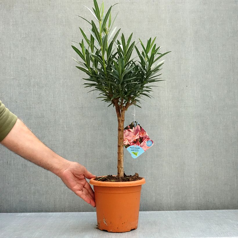 Ejemplar de Adelfa salmon - Nerium oleander Salmon Maceta 2L/3L, Rosal mini estándar entregado en otoño